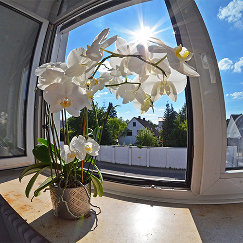 Eine Blumen mit weißen Blüten auf einem Fenstersims mit geöffnetem Fenster bei Sonnenschein