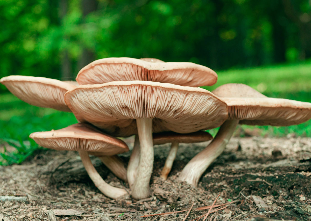 Verschiedene Pilze entspringen aus dem Boden