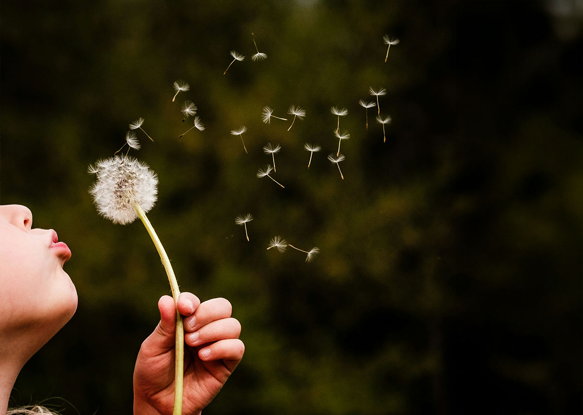Ein Mädchen pustet eine Pustblume