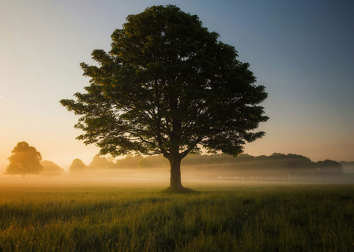 Ein großer Baum im Morgentau auf einer Wiese