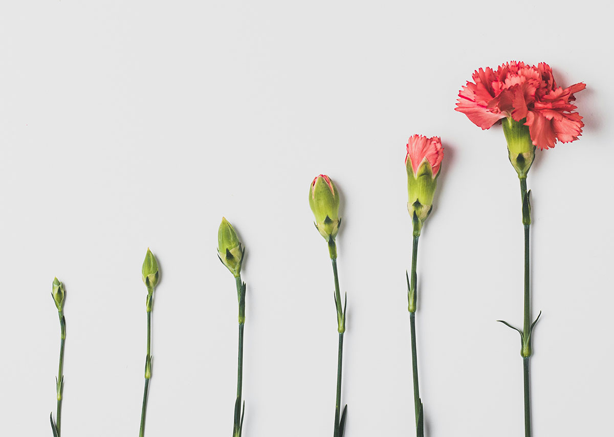 Aufsteigende Blumen, die mehr und mehr blühen