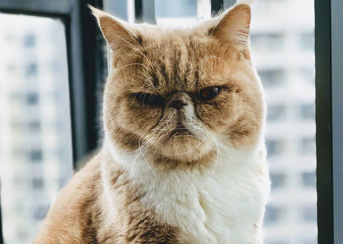 Eine hellbraune Katze, die böse Dreinschaut