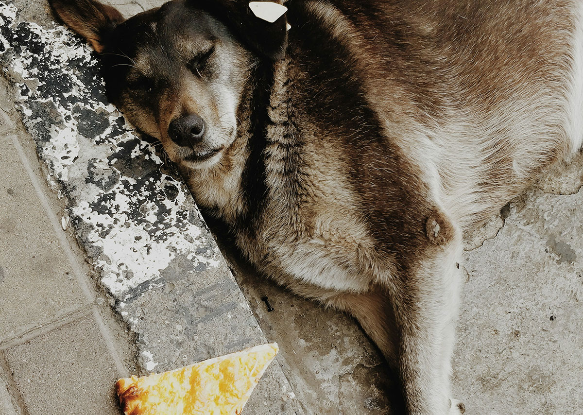 Ein schlafender Hund mit Pizzastück
