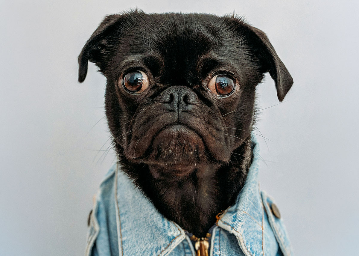 Ein schwarzer Mops mit Jeansweste