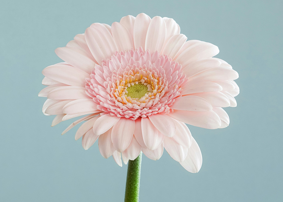 Braucht jedes Unternehmen Social Media? Eine Blume mit rosa Blüten und grünem Stiel